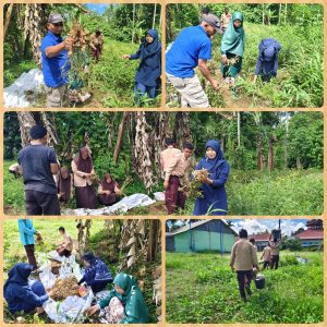 Suasana Panen Kacang Tanah Warnai Kegiatan Program Keterampilan ATPH di MAN Lima Puluh Kota